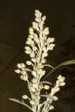 Artemisia ludoviciana 'Valerie Finnis' RCP7-06 7-06 133.jpg